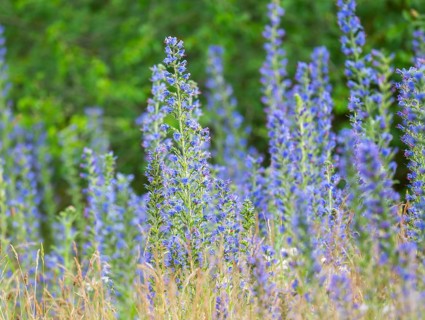 Viper's bugloss (Echium vulgare), flowering, Thuringia, Germany, Europe