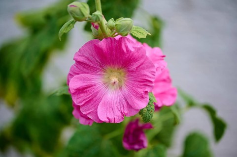 Blooming pink hibiscus (Hibiscus), with buds, close-up, summer, Germany, Europe