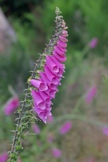 Common foxglove (Digitalis purpurea), flowers, from the plantain family, highly toxic, deadly