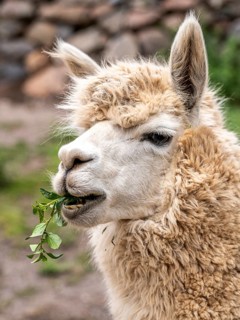 Alpaca (Lama pacos), Inca complex at Pisac, Sacred Valley of the Incas, Cusco, Peru, South America