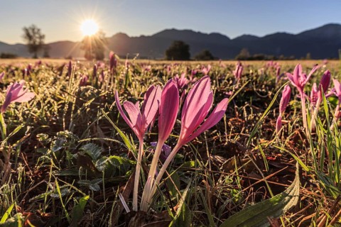Autumn crocus (Colchicum autumnale), flower meadow, sunrise, autumn, Loisach-Lake Kochel moor,