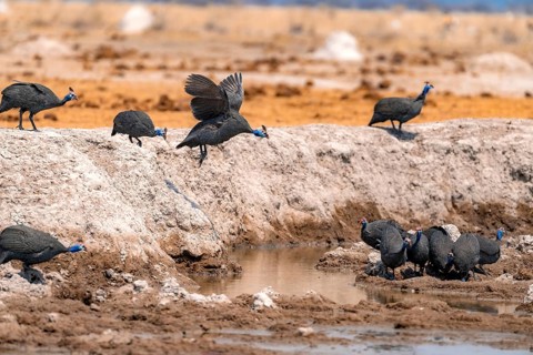 Helmeted guinea fowl (Numida meleagris), group at the waterhole, guinea fowl in flight, Nxai Pan