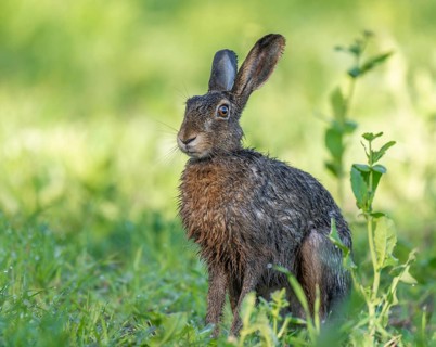 European hare (Lepus europaeus) with wet fur sitting in a field, wildlife, Thuringia, Germany,