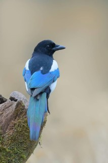 Magpie, (Pica pica) sitting on a tree stump, with contrasting blue, black and white feathers,