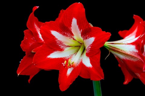 Close-up of a bright red amaryllis flower with white accents on a black background