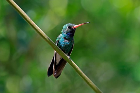 Broad-billed hummingbird (Cynanthus latirostris), adult, male, in perch, Sonoran Desert, Arizona,