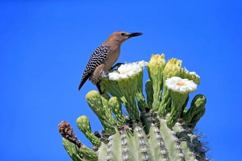Gila woodpecker (Melanerpes uropygialis), adult, male, on Saguaro cactus flower, foraging, Sonoran