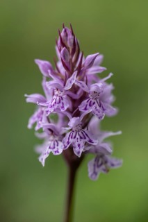 Moorland spotted orchid (Dactylorhiza maculata), Mecklenburg-Western Pomerania, Germany, Europe