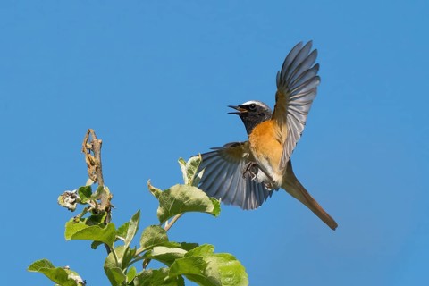 A redstart (Phoenicurus phoenicurus), male, approaching the branch of an apple tree, blue sky,