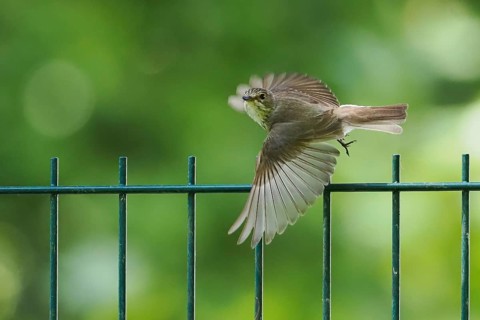 A spotted flycatcher (Muscicapa striata) in flight over a fence against a blurred green background,