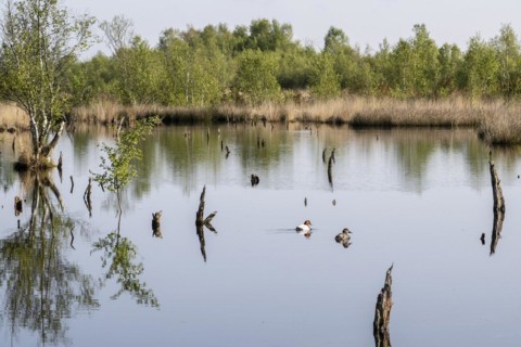 Moorland landscape, with pochards (Aythya ferina), rewetting, Emsland, Lower Saxony, Germany,