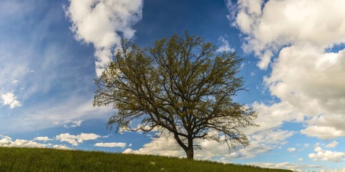 Old English oak (Quercus robur), Swabian Alb, Baden-Württemberg, Germany, Europe