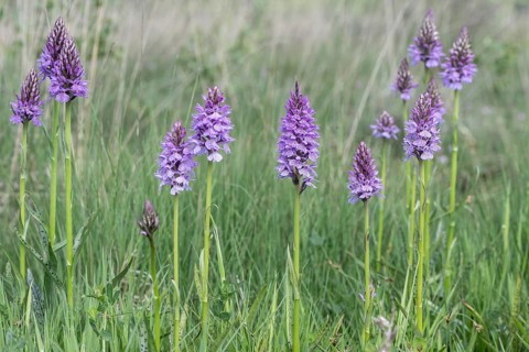 Southern marsh orchid (Dactylorhiza praetermissa), Emsland, Lower Saxony, Germany, Europe