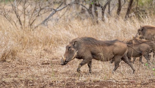 Common warthog (Phacochoerus africanus), in dry grass, Kruger National Park, South Africa, Africa