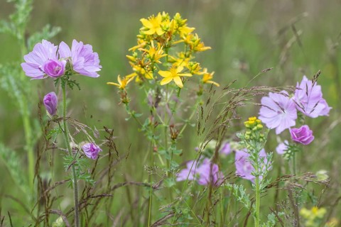Musk-mallow (Malva moschata) and St John's wort (Hypericum perforatum), Emsland, Lower Saxony,