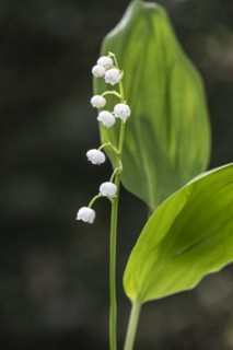 Lily of the valley (Convallaria majalis), Emsland, Lower Saxony, Germany, Europe