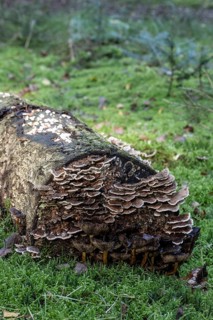 Butterfly Trametes (Trametes versicolor), Emsland, Lower Saxony, Germany, Europe