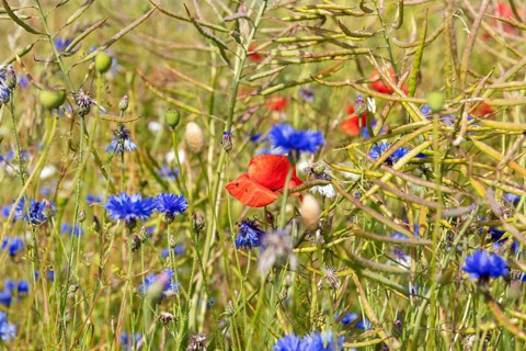 Close-up of a summer meadow with blooming cornflowers and red poppies, Rügen