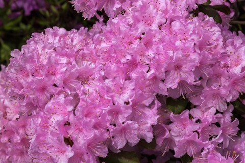 Rhododendron 'Manitou' with pink and white flower blossoms in spring, Quebec, Canada, North America