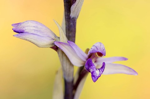 Violet limodore (Limodorum abortivum), flowers, Provence, southern France