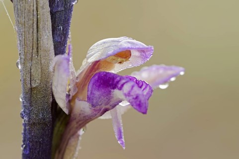Violet limodore (Limodorum abortivum), flower, Provence, southern France