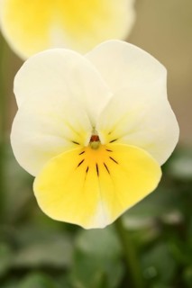 Horned pansy (Viola cornuta), flower, North Rhine-Westphalia, Germany, Europe