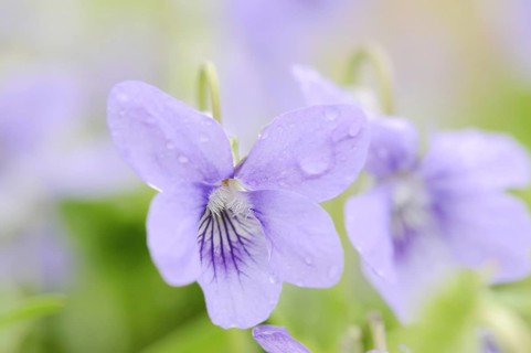 Wood violet (Viola riviniana), flower, North Rhine-Westphalia, Germany, Europe