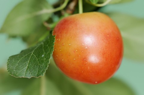 Myrobolane (Prunus cerasifera), fruit on the tree, North Rhine-Westphalia, Germany, Europe