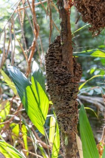 Abandoned wasp nest, Amazon Museum MUSA, Cidade de Deus, Manaus, Brazi