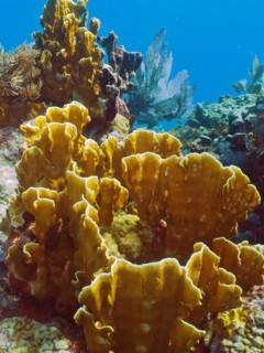 Fire coral (Millepora complanata), dive site John Pennekamp Coral Reef State Park, Key Largo,