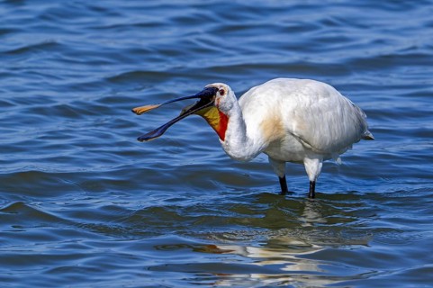 Eurasian spoonbill, common spoonbill (Platalea leucorodia) in breeding plumage swallowing caught