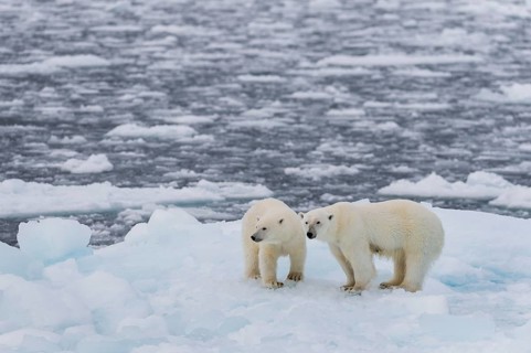 Polar bears (Ursus maritimus) on the pack ice at 82 degrees north on an ice floe, mother with cubs,