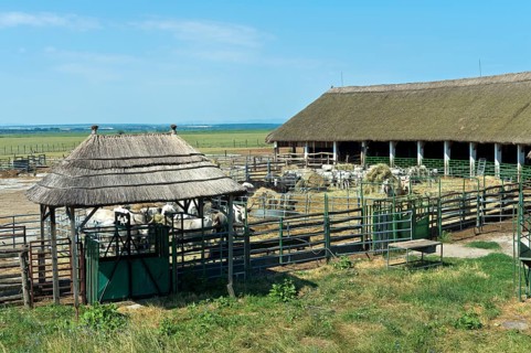 Stable for Hungarian Grey Cattle, Sarrod, Ferto-Hanság National Park, Hungary, Europe