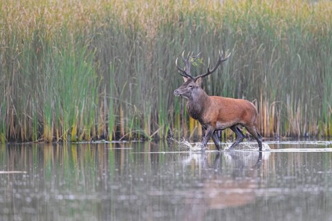 Red deer (Cervus elaphus) stag crossing pond in the mist along reed bed, reedbed in marshland