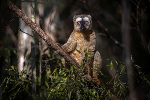 Red-fronted lemur (Eulemur rufifrons) in the dry forests of western Madagascar