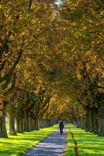 Dense chestnut tree avenue at the Rhine dike near Neuss, Deichallee, autumn, colourful leaves,