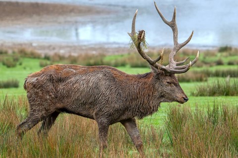 Rutting red deer (Cervus elaphus) stag with big antlers and fur covered in urine and mud