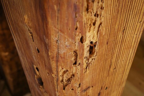 A wooden beam eaten away by woodworm in the attic of a flat, photographed in Berlin, 21/08/2024