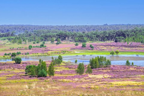 View from fire lookout tower, watchtower over heathland in Grenspark Kalmthoutse Heide, Kalmthout