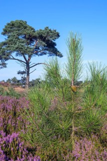 New shoot of maritime pine, cluster pine (Pinus pinaster) in moorland with blooming heather in