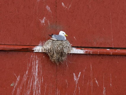 Black-legged kittiwake (Rissa tridactyla), breeding bird on nest, built on fishing harbour