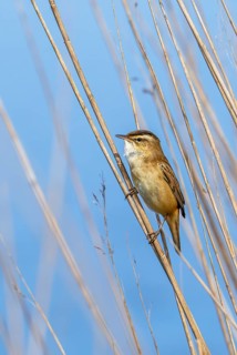 Sedge warbler (Acrocephalus schoenobaenus) perched in reedbed in spring