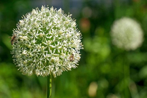 Ornamental leek (Allium sp.), inflorescence, North Rhine-Westphalia, Germany, Europe