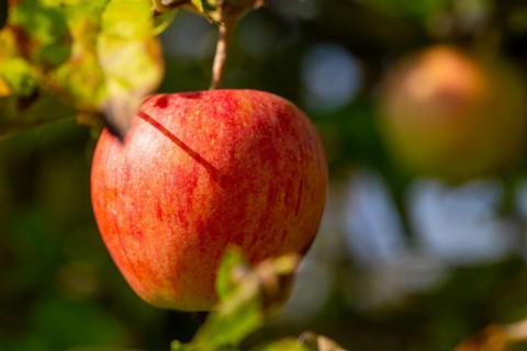 Ripe apple on the tree