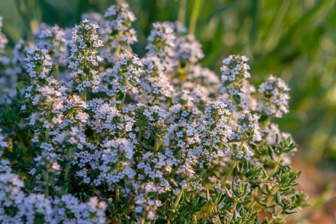 Flowering thyme, Tuscany, Italy, Europe