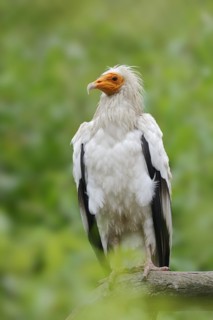 Egyptian Vulture (Neophron percnopterus), Provence, Southern France
