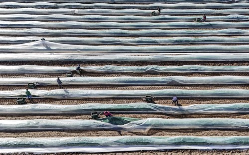 The first asparagus is harvested from a foil-covered asparagus field, Beelitz, 26/03/2024