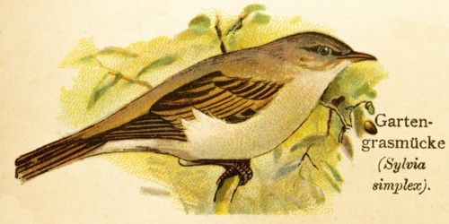 Garden warbler (Sylvia borin) historical illustration, World of Birds 1890