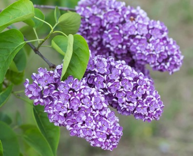 Blooming lilac in the botanical garden in spring