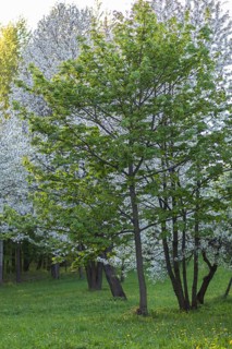 Blooming apple trees in spring park